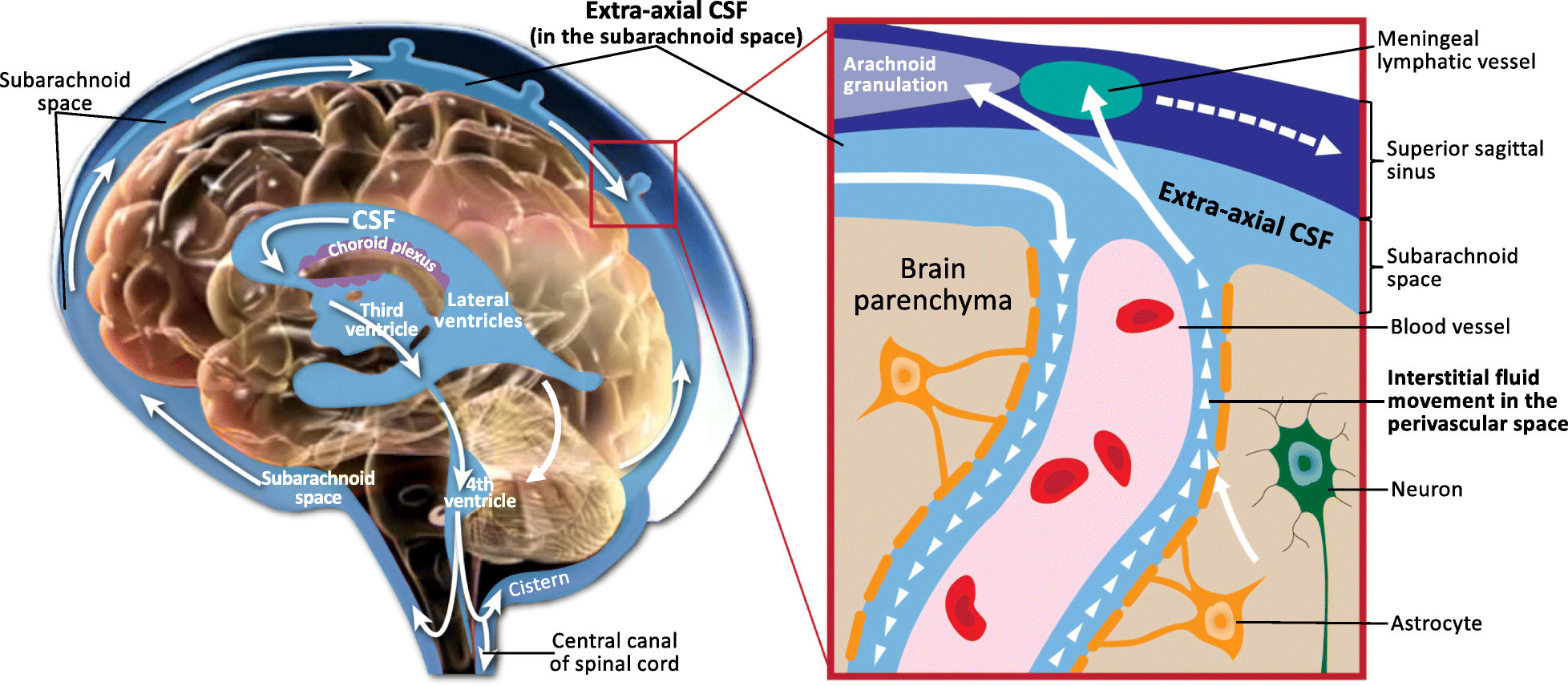 Diagram of cerebrospinal fluid circulation through the ventricular system